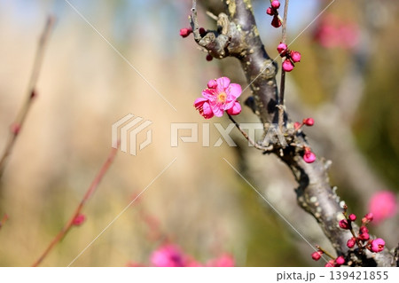 可愛い 梅の花 可愛い 梅の花 139421855