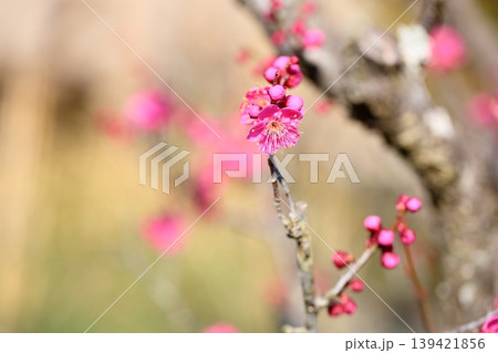可愛い 梅の花 可愛い 梅の花 139421856
