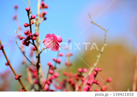 可愛い 梅の花 可愛い 梅の花 139421858