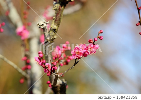 可愛い　梅の花 139421859