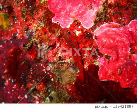 伊豆大島・秋の浜で撮影したオキナワベニハゼ(Trimma okinawae) 伊豆大島・秋の浜で撮影したオキナワベニハゼ(Trimma okinawae) 139421897