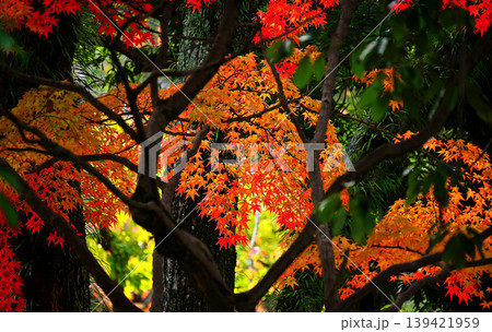 紅葉したモミジ 紅葉したモミジ 139421959