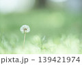 綿毛 139421974