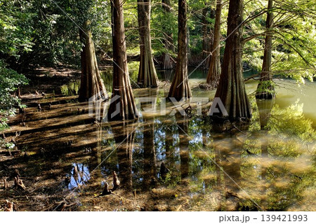篠栗九大の森 神秘的な光景 落羽松(ラクウショウ) 篠栗九大の森 神秘的な光景 落羽松(ラクウショウ) 139421993