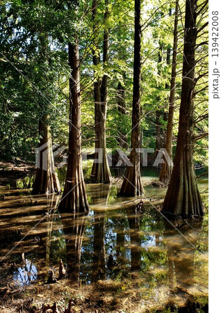 篠栗九大の森 神秘的な光景 落羽松(ラクウショウ) 篠栗九大の森 神秘的な光景 落羽松(ラクウショウ) 139422008
