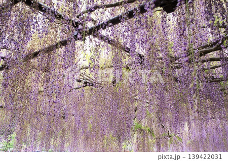 兵庫県丹波市白毫寺の藤 兵庫県丹波市白毫寺の藤 139422031