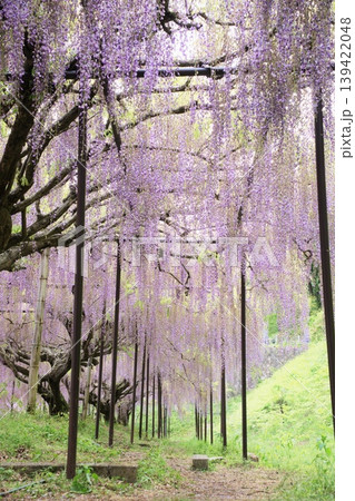 兵庫県丹波市白毫寺の藤 139422048