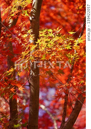 宗像市 鎮国寺の紅葉 宗像市 鎮国寺の紅葉 139422057