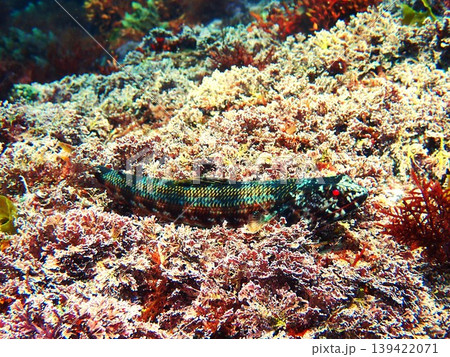 伊豆大島で撮影したアカエソ（Synodus ulae） 139422071
