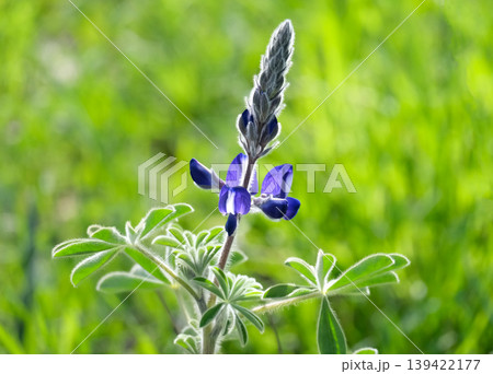 Wild flowers lupine (Lat. Lupinus pilosus) in the Jerusalem Botanical Gardens 139422177