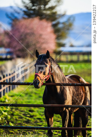 桜咲く北海道の牧場で出会った一頭の馬 桜咲く北海道の牧場で出会った一頭の馬 139422217