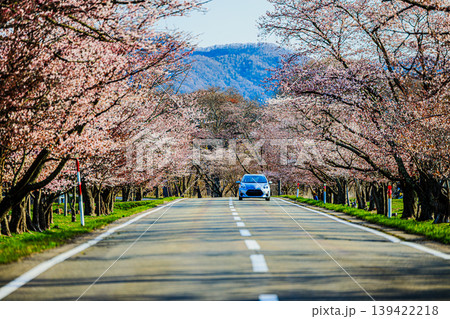満開の優駿桜ロードと一直線に続く春の道 139422218