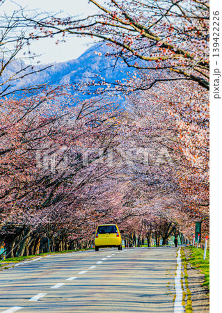 北海道の春を感じる優駿桜ロードの桜景色 北海道の春を感じる優駿桜ロードの桜景色 139422226