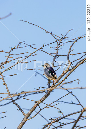 青空を背景にしたコムクドリの野鳥写真 139422230
