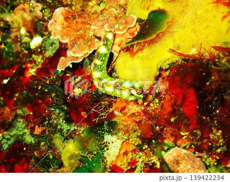 伊豆大島で撮影したハナミドリガイ（Thuridilla splendens） 139422234