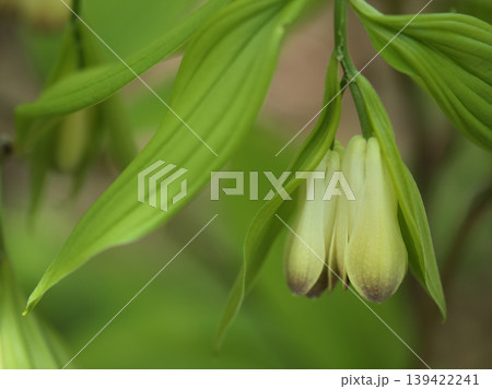 晴れた4月に可愛らしく咲いた宝鐸草(ホウチャクソウ)の花 晴れた4月に可愛らしく咲いた宝鐸草(ホウチャクソウ)の花 139422241