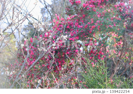 可愛い　梅の花　白梅 139422254