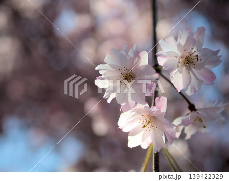 4月に咲いた濃いピンク色のサクラ「ヤエベニシダレ(八重紅枝垂)」 4月に咲いた濃いピンク色のサクラ「ヤエベニシダレ(八重紅枝垂)」 139422329
