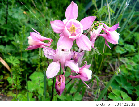 野に咲くピンクのオダマキ 可憐で優しい春の花風景 野に咲くピンクのオダマキ 可憐で優しい春の花風景 139422335