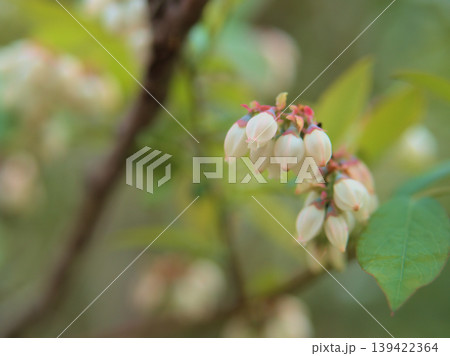 4月に咲き始めた可愛らしいブルーベリーの花 4月に咲き始めた可愛らしいブルーベリーの花 139422364