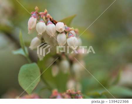 4月に咲き始めた可愛らしいブルーベリーの花 139422366