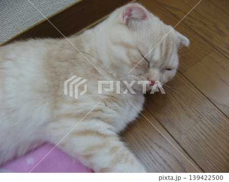 昼寝中の子猫 昼寝中の子猫 139422500
