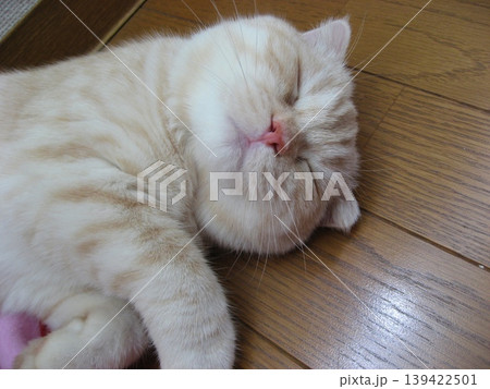 よく眠る子猫の顔 よく眠る子猫の顔 139422501