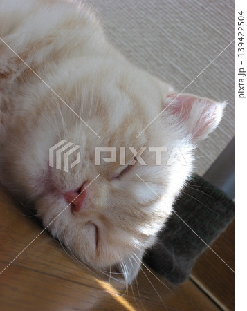 子猫の寝顔 子猫の寝顔 139422504