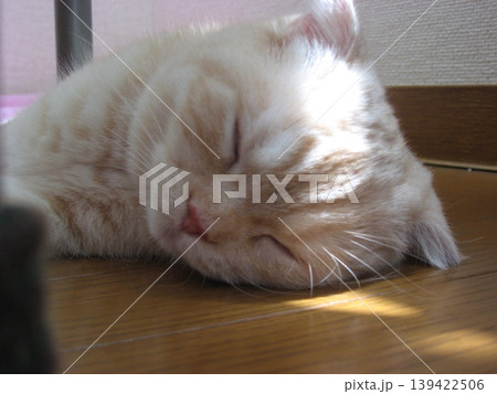 眠る子猫 眠る子猫 139422506
