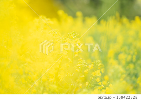 黄色い菜の花畑のある風景【春】 黄色い菜の花畑のある風景【春】 139422528