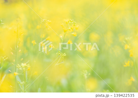 黄色い菜の花畑のある風景【春】 黄色い菜の花畑のある風景【春】 139422535