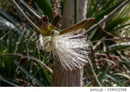 多肉植物であるプセウドボンバックス・エリプティクムの花 多肉植物であるプセウドボンバックス・エリプティクムの花 139422566