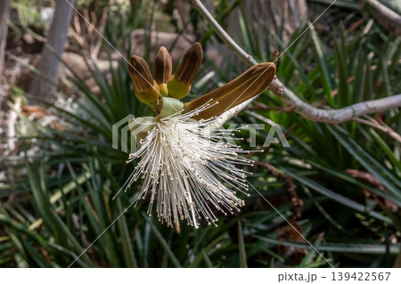 多肉植物であるプセウドボンバックス・エリプティクムの花 139422567