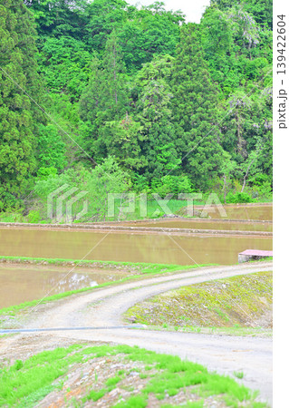 当間高原の麓の棚田　新緑の田植え時の風景　新潟県十日町市　　　 139422604