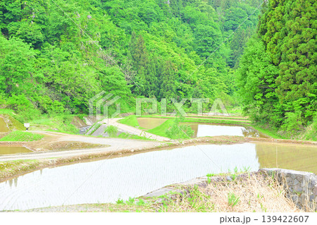 当間高原の麓の棚田　新緑の田植え時の風景　新潟県十日町市　　　 139422607