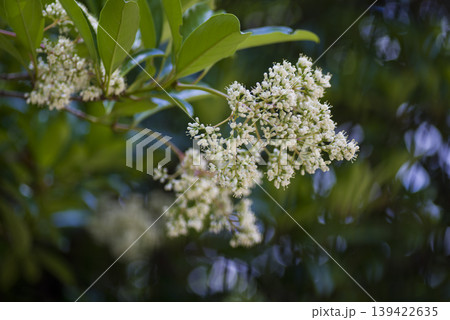 サンゴジュの白い花が咲いています。学名はViburnum odoratissimumです。 サンゴジュの白い花が咲いています。学名はViburnum odoratissimumです。 139422635