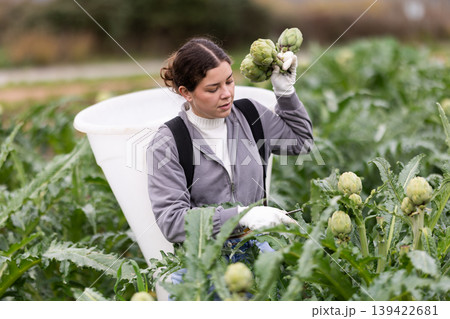 Girl works in field, harvesting picking artichokes. Girl works in field, harvesting picking artichokes. 139422681