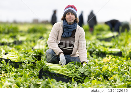 Hired Caucasian man worker with team in field harvesting celery. Hired Caucasian man worker with team in field harvesting celery. 139422686