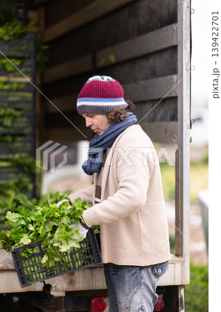 Adult man loading celery harvest into truck 139422701