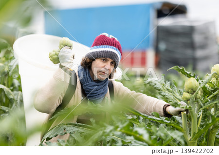 Middle-aged man harvesting artichoke on agricultural field 139422702