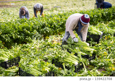 Man farmer woman harvests organic celery at farm plantation 139422708