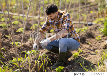 Young man trimming green sprouts on farm field Young man trimming green sprouts on farm field 139422713