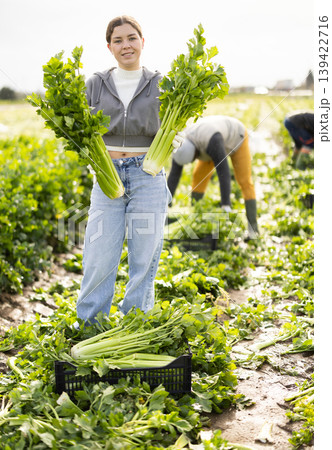 Hired girl worker with team in field harvesting celery. Hired girl worker with team in field harvesting celery. 139422716