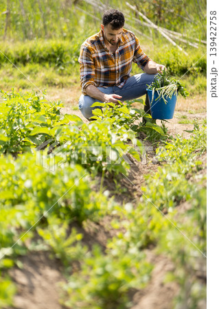 Young man harvesting ripe vegetables on farm field 139422758