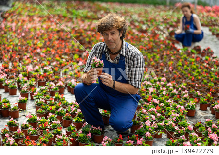 Man garden store worker holds a begonia Man garden store worker holds a begonia 139422779