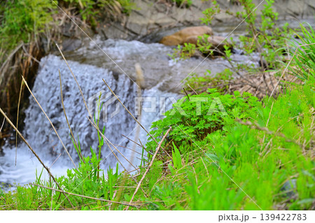 当間高原の麓 新緑の沢伝いの風景 新潟県十日町市 当間高原の麓 新緑の沢伝いの風景 新潟県十日町市 139422783