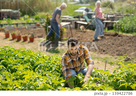 Young man harvesting ripe vegetables on farm field Young man harvesting ripe vegetables on farm field 139422786