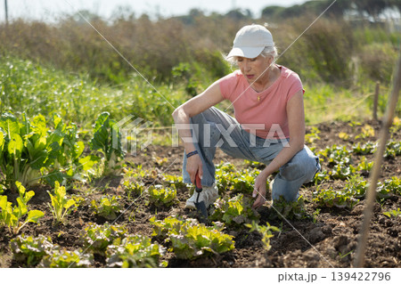 Elderly woman weeding greens crop on farm field Elderly woman weeding greens crop on farm field 139422796