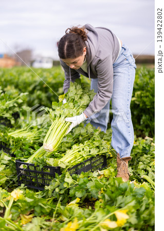 Female farmer with team harvests organic celery farm plantation 139422802