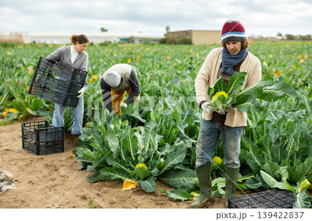 Middle-aged guy collecting fresh green broccoli with agricultural team Middle-aged guy collecting fresh green broccoli with agricultural team 139422837